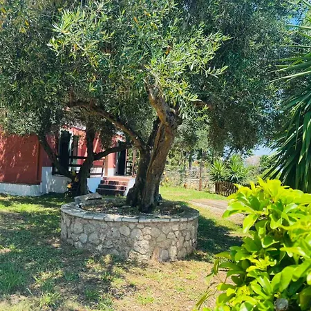 Olea Mare Benitses (Corfu)